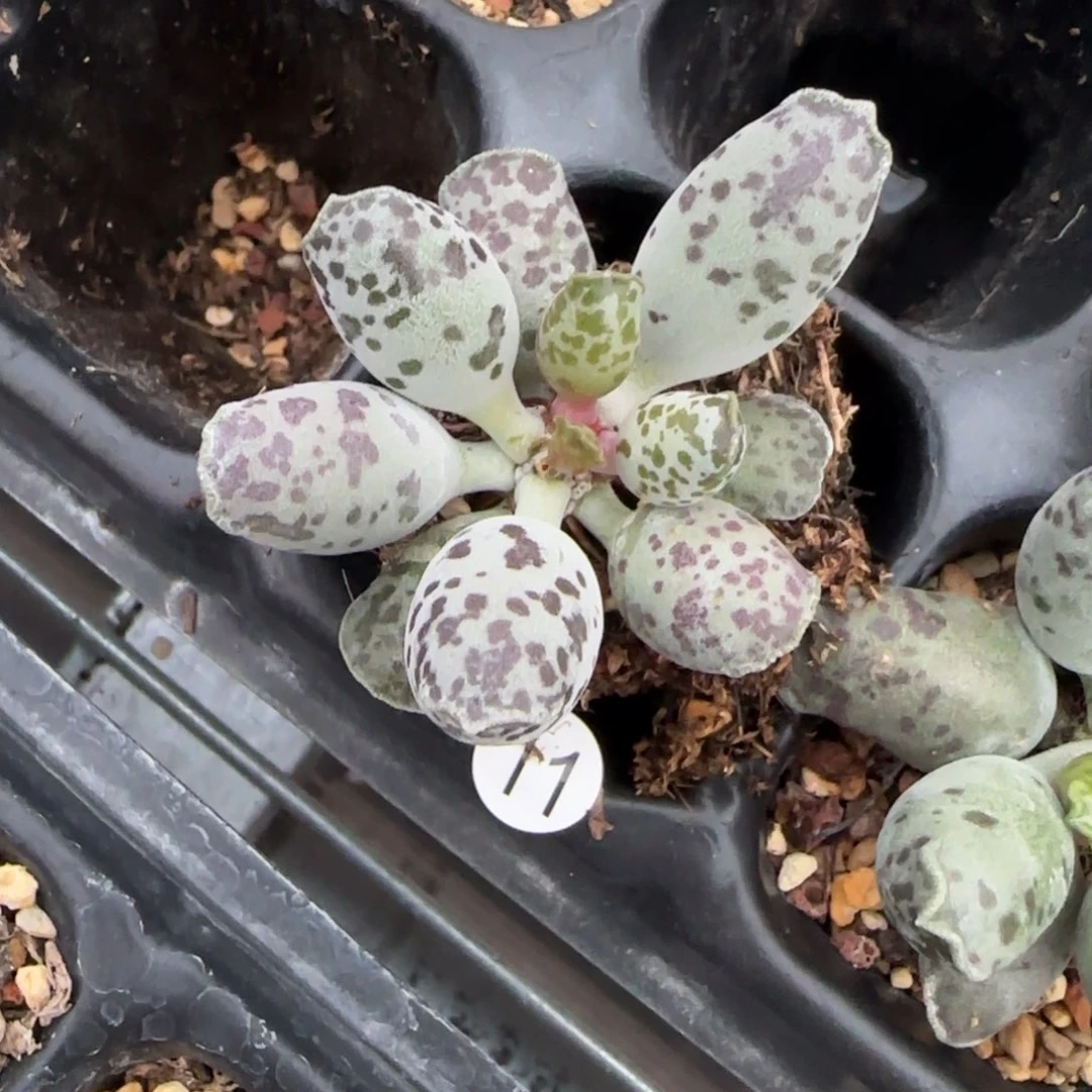 ?*月紫海豹水泡多肉植物11