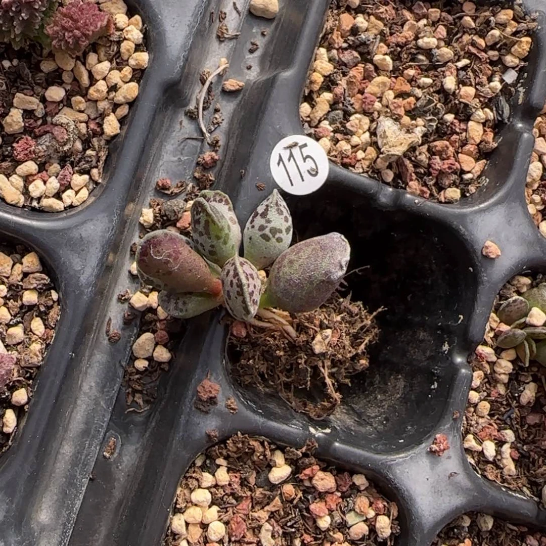 用****0丸叶海豹水泡115多肉