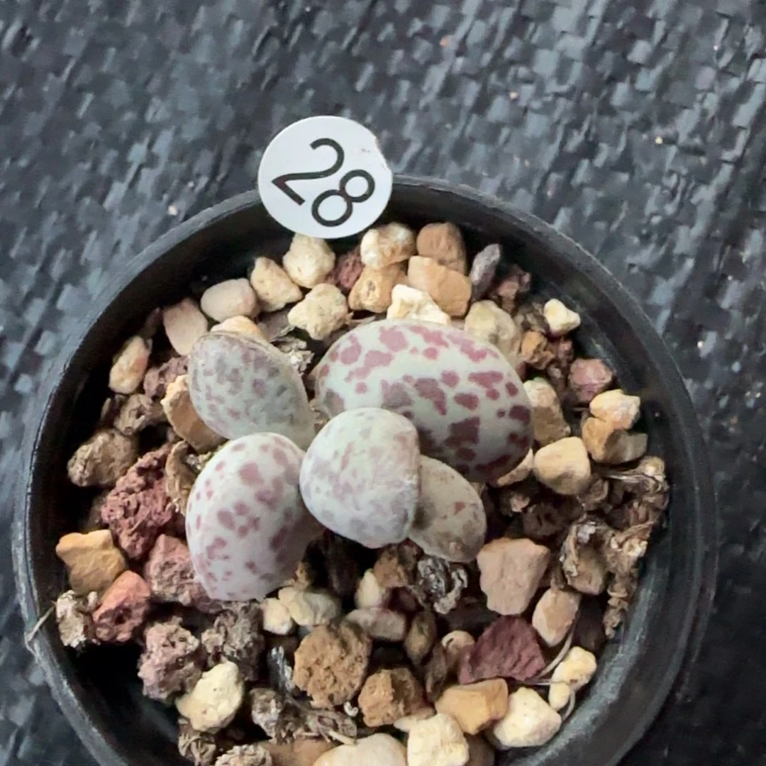 花蛋水泡多肉植物28