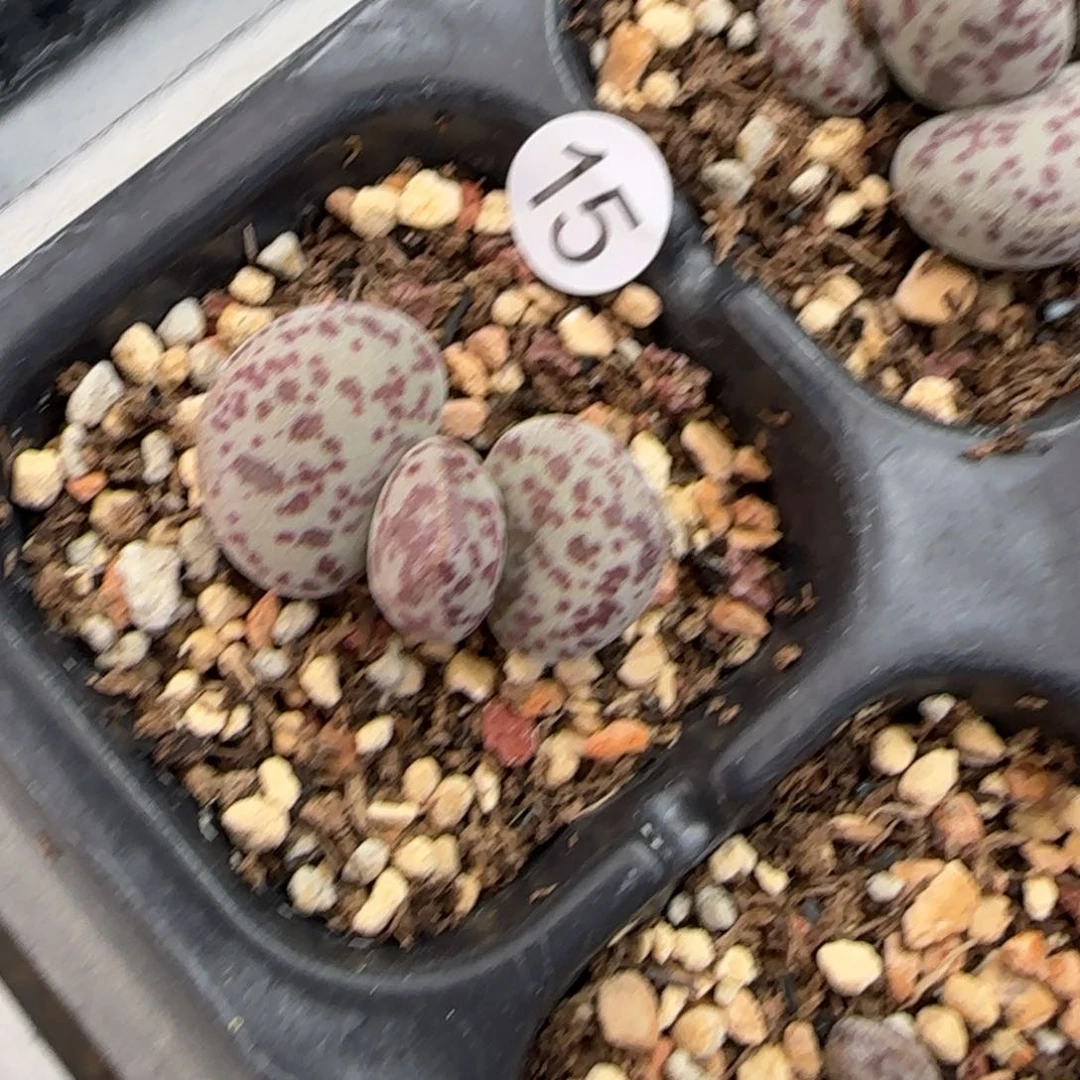 花蛋水泡多肉植物水泡15