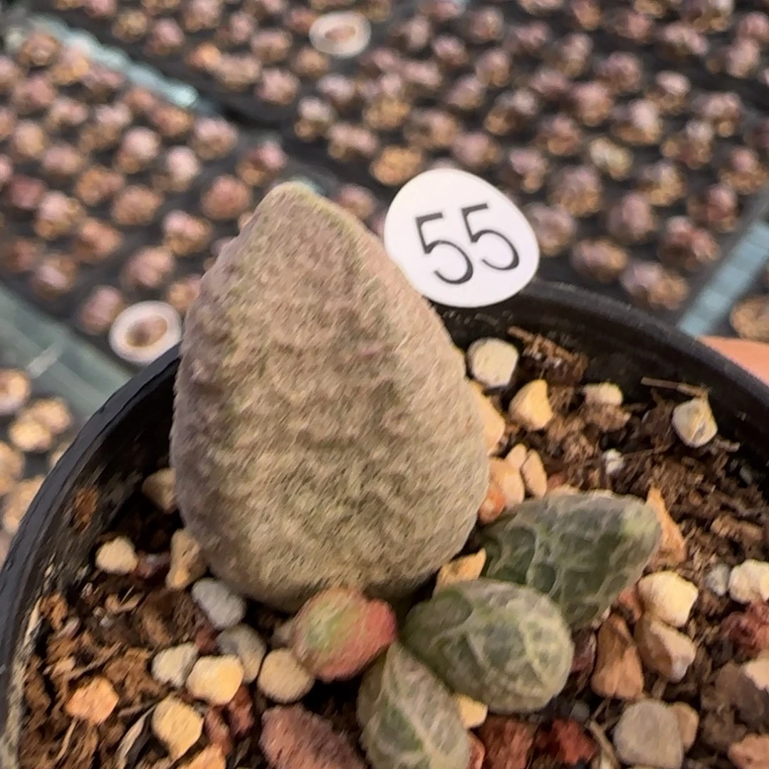 融化纹冰淇淋水泡多肉植物