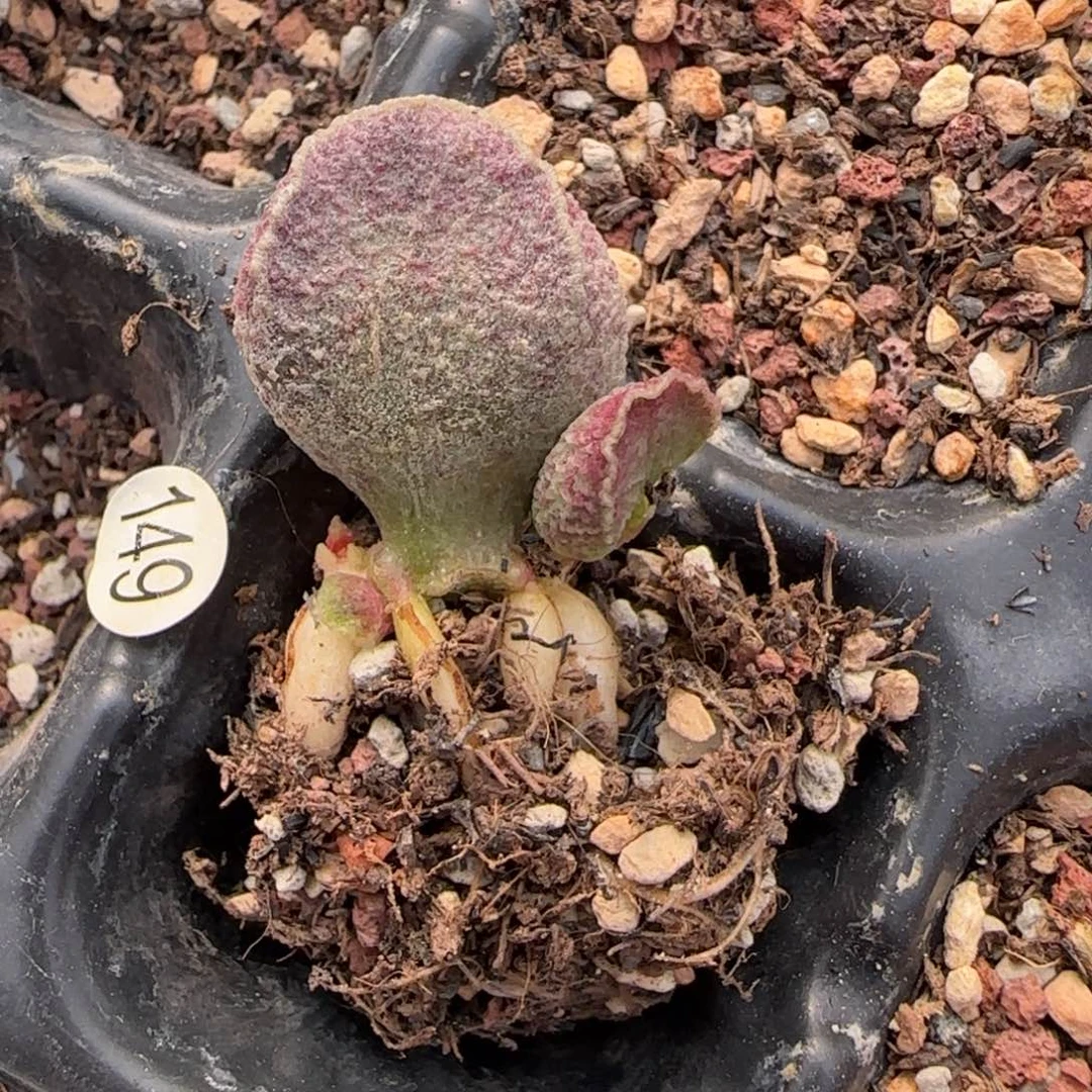 芸***伊哈默猪肝多肉水泡149