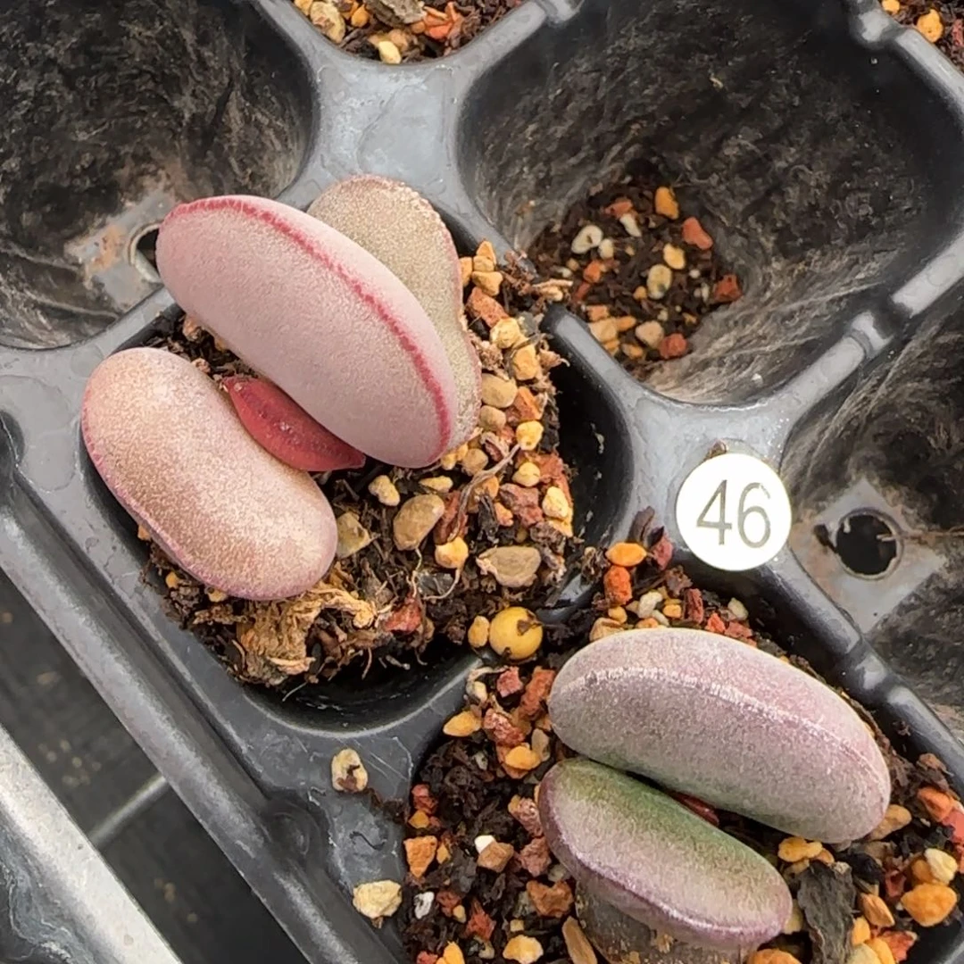 水泡组合1元福利多肉豆专拍