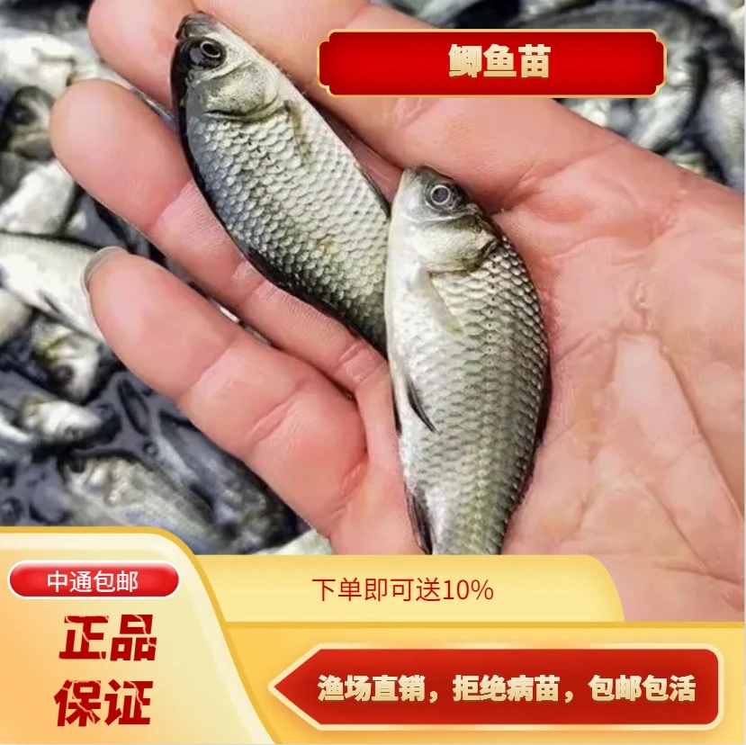 优质鲫鱼大板鲫湘云鲫鱼活体可观赏发货【顺丰】包邮包活
