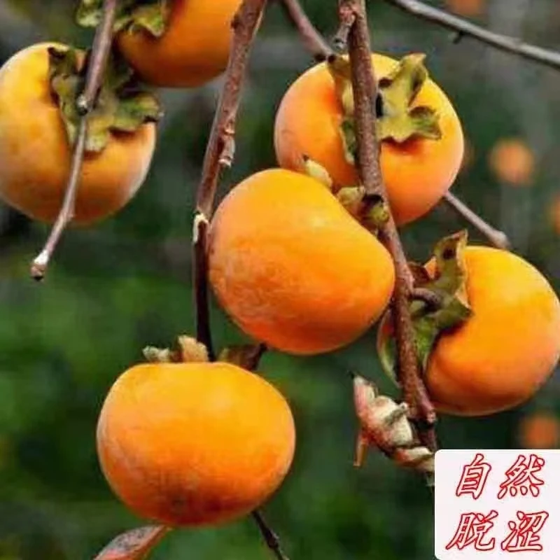 【罗田甜柿子】当天现摘现发 甜柿脆甜可口 3斤5斤精选甜脆