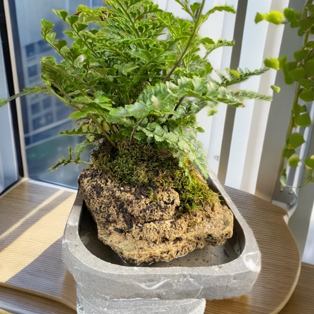 直播间 一物一拍绿植