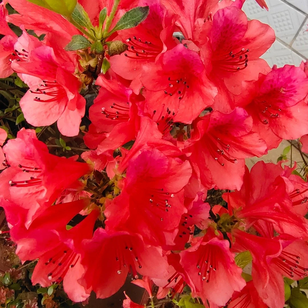 三彩赤楠紫薇映山红杜鹃花卉绿植盆栽