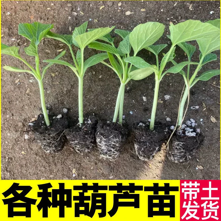 葫芦苗盆栽手捻爬藤葫芦苗文玩葫芦南北方地栽庭院阳台特色绿植