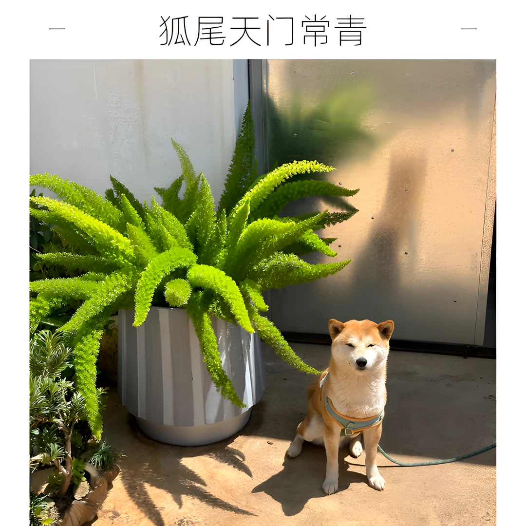 狐尾天门东盆栽植物庭院阳台花卉室内四季常青