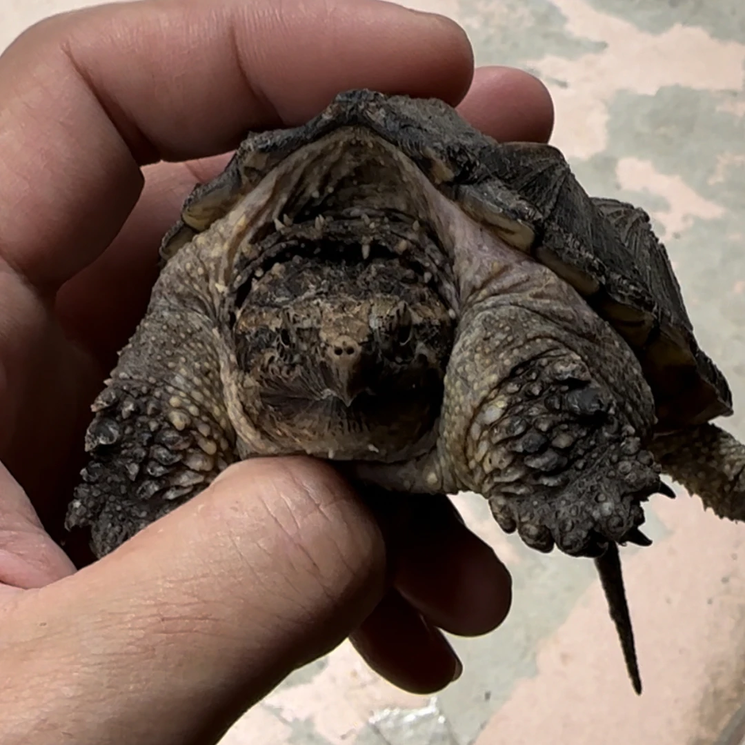 观赏宠物龟活体-活体宠物小乌龟瑕疵