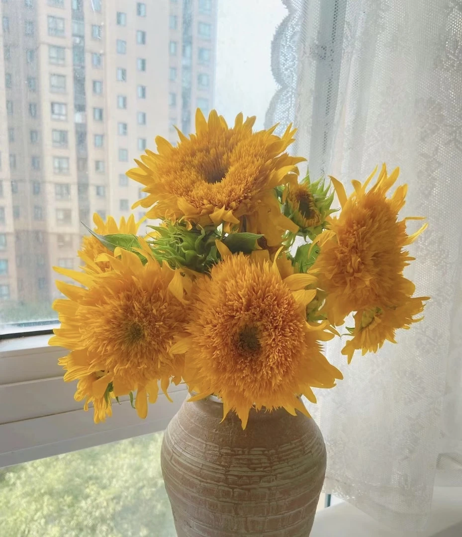 绿心重瓣泰迪向日葵云南直发下单花头大小大夏天不错的选择