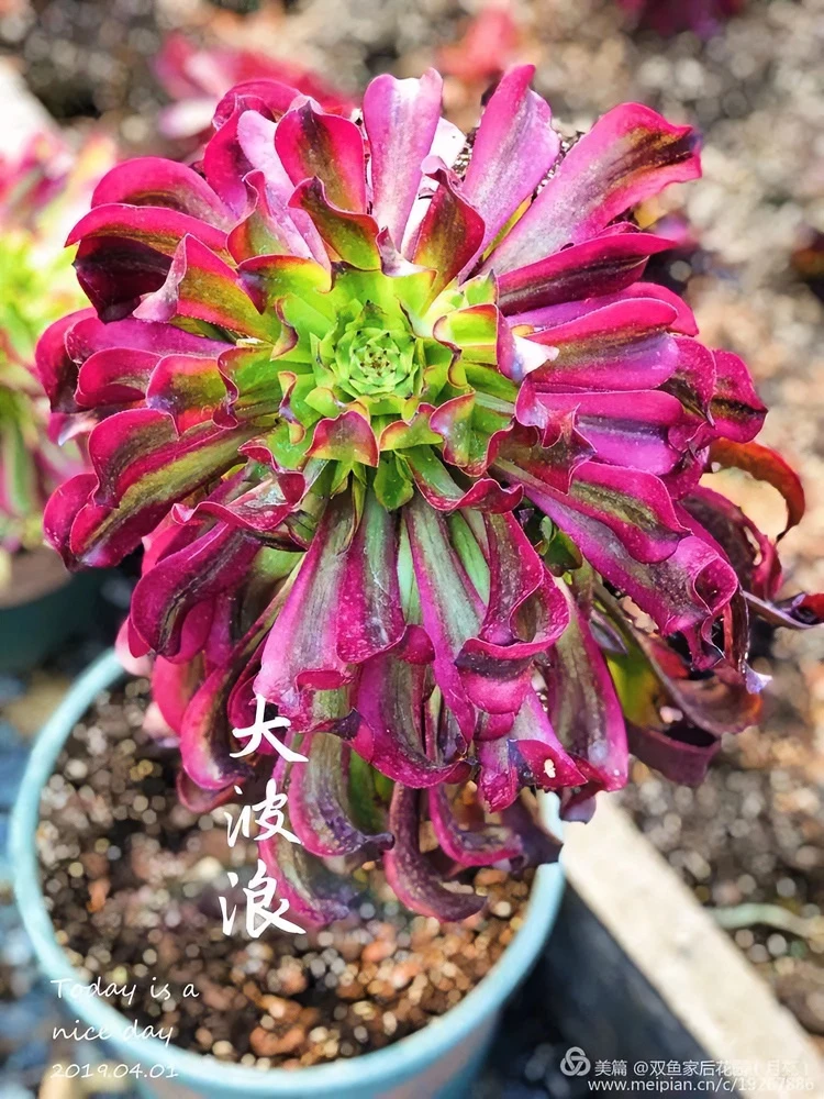 多肉植物，法师，法师缀化