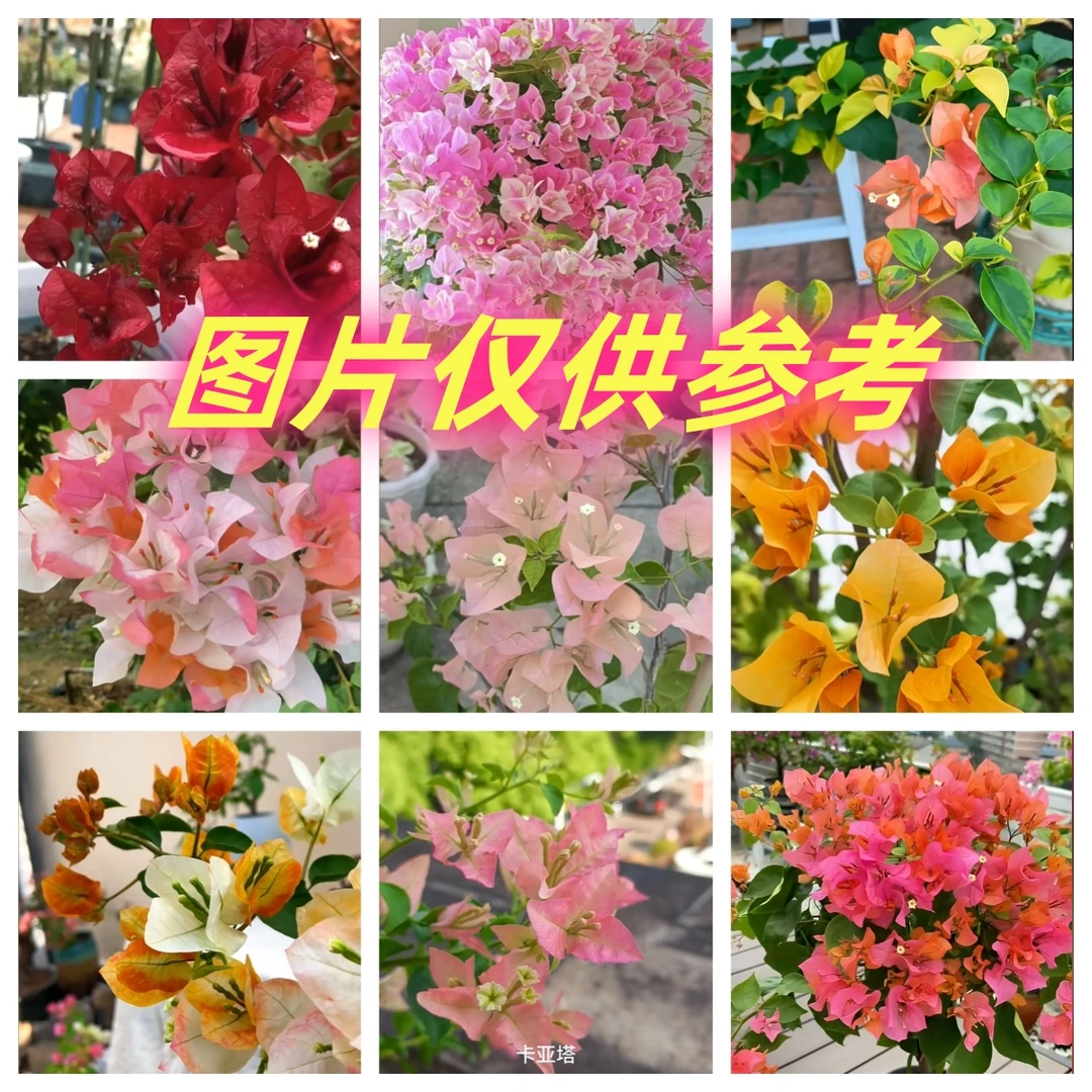 具体品种三角梅直拍链接