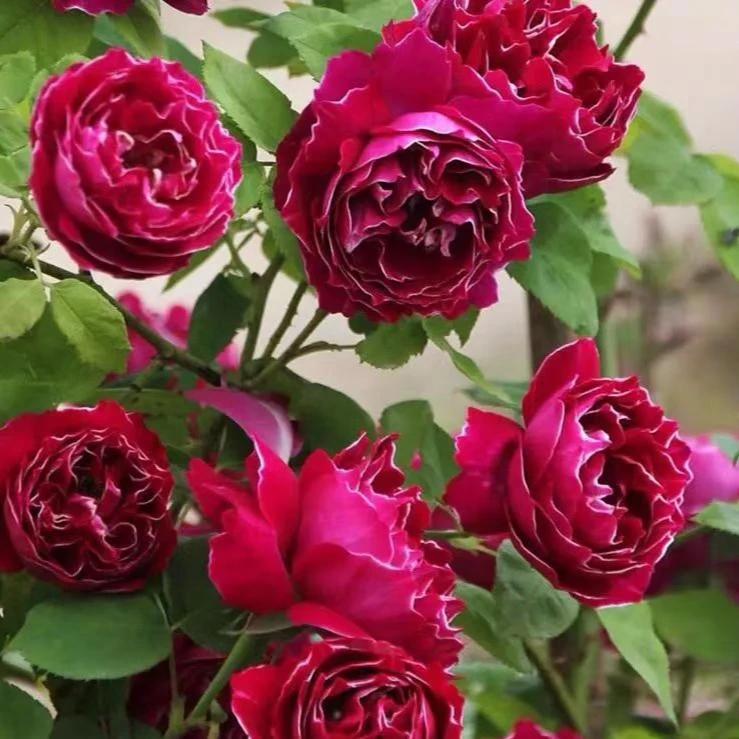 月季玫瑰盆花大花四季开花浓香