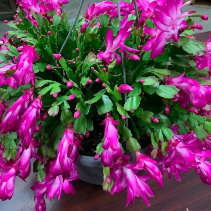 蟹爪兰盆栽带花苞砂轮紫重瓣进口嫁接螃蟹抓莲多肉花卉植物花