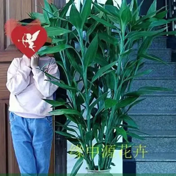 【基地直发】精选富贵竹水培植物大叶竹转运中秋好礼富贵竹水培植物