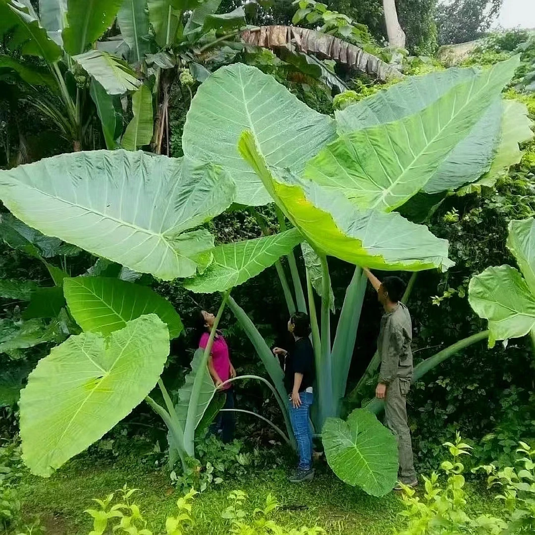 巨型品种象耳芋庭院小院园林大型热带观叶造景植物