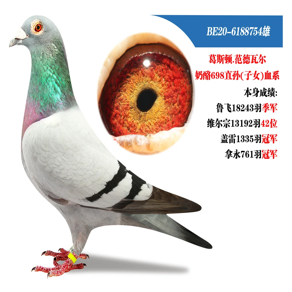 成年信鸽詹森纯种比利时圆环血统鸽赛鸽大鼻子种鸽公棚鸽子青年鸽
