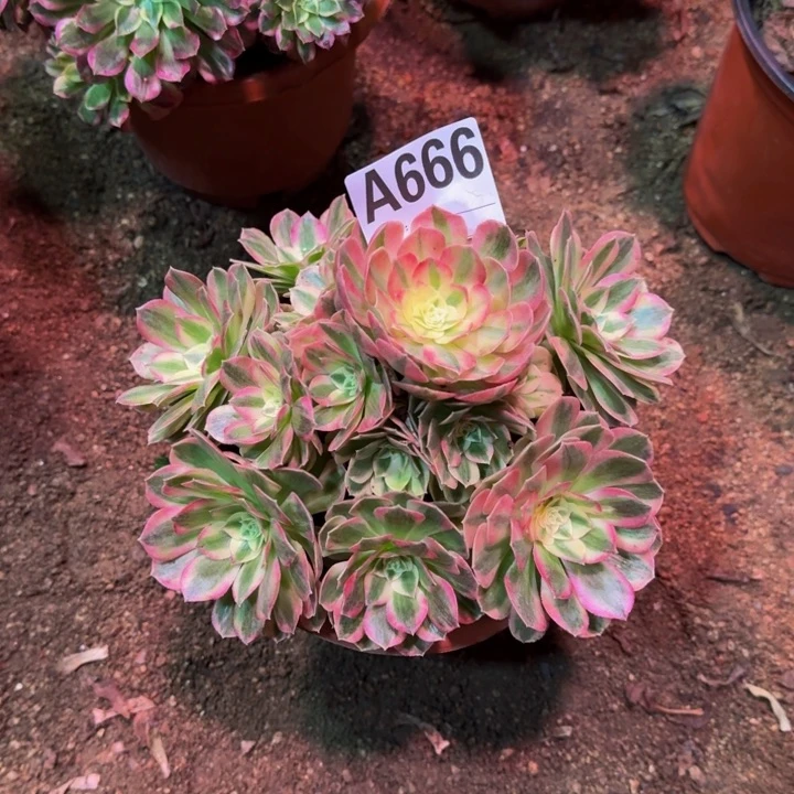 红陶20CM（含）-50CM（不含）D**丽玉姿666