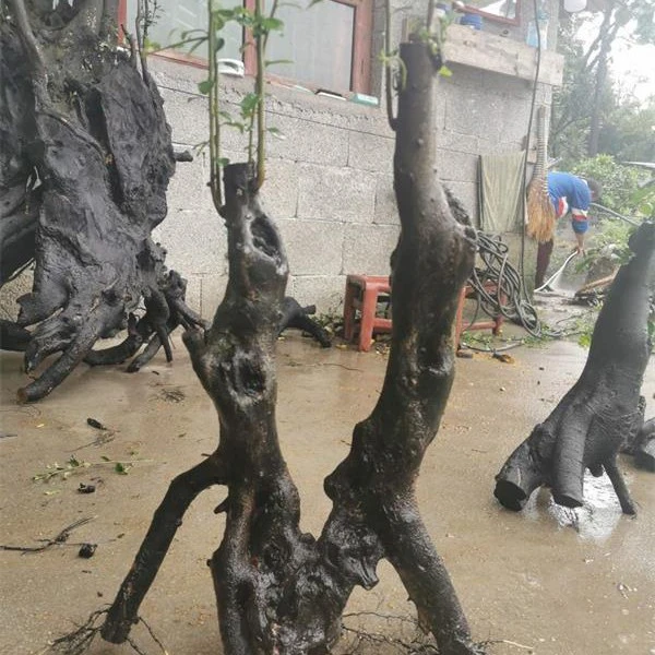 金弹子盆景素材桩美观