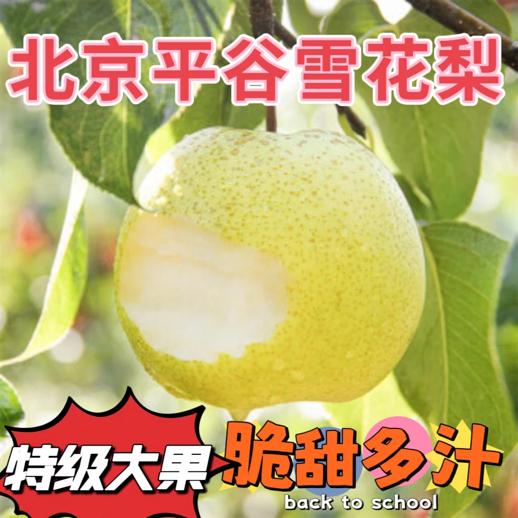 雪花梨北京平谷正宗冰糖雪梨酥脆香甜当季新鲜水果煮水梨果园直销