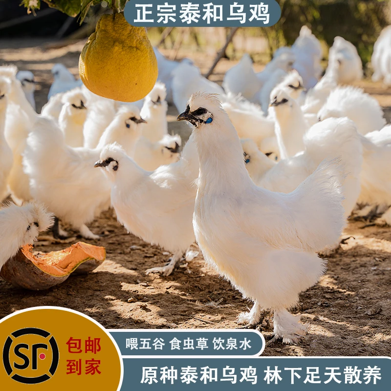 400天老鸡正宗林下散养原种泰和乌鸡老公鸡老母鸡 可屠宰可发活鸡