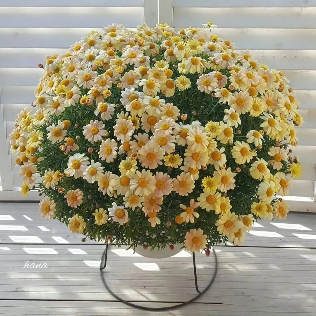 小雏菊种子四季盆栽花卉种籽室内外阳台庭院播种花卉花籽多年生