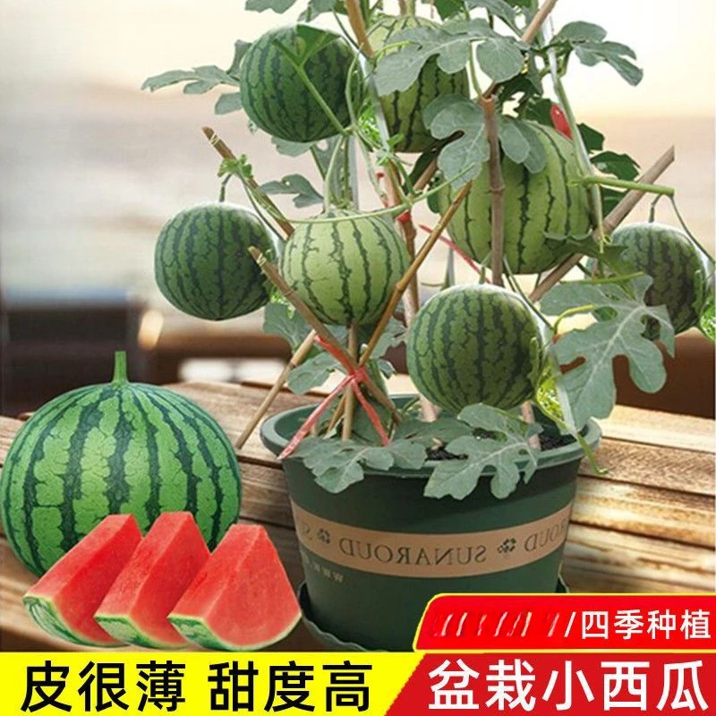 盆栽蜂蜜小西瓜种子薄皮无籽麒麟西瓜种子四季播美都西瓜种子