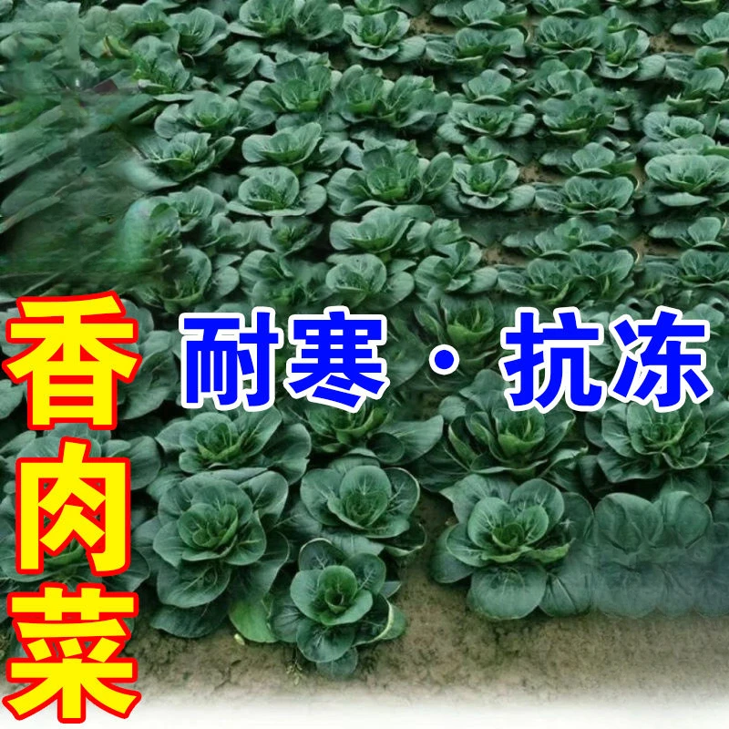 新品香肉菜可采收耐寒耐热春秋四季农家小青菜蔬菜