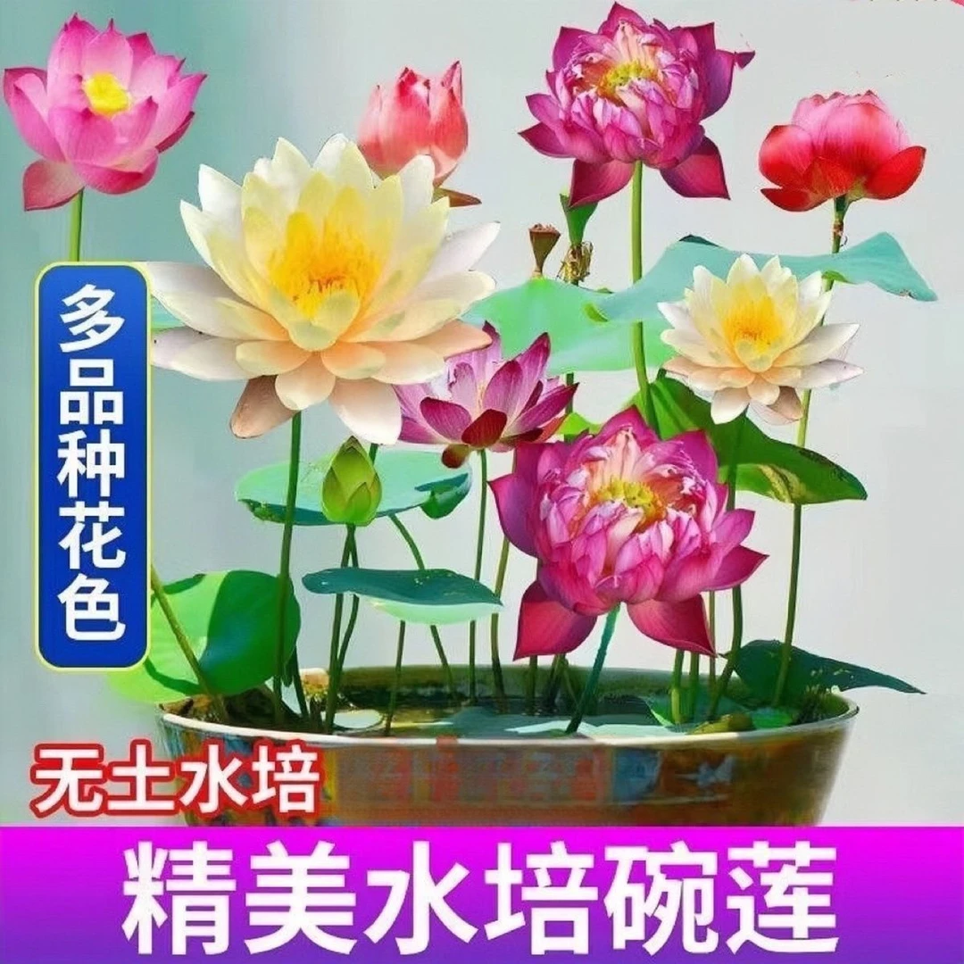 碗莲种四季开花水培水养绿植睡莲荷花无土盆栽花卉