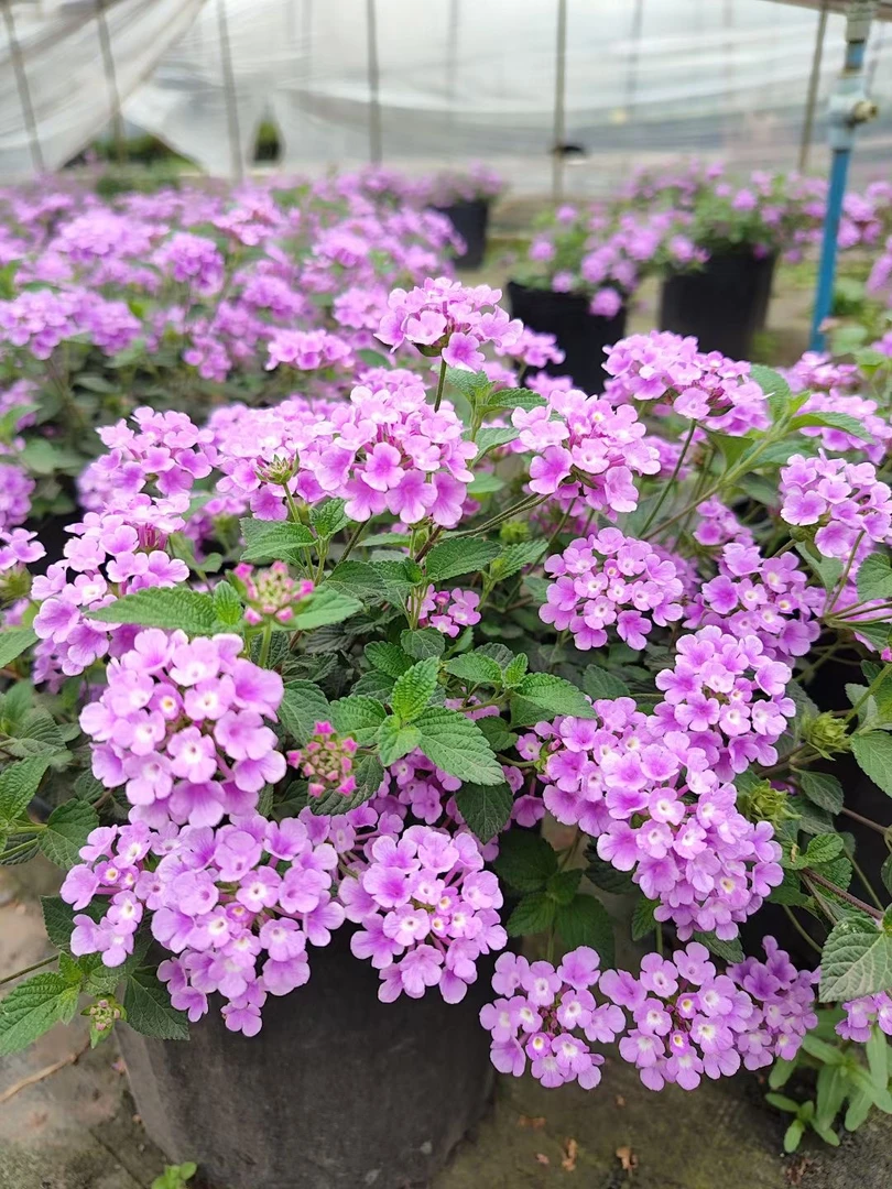 蔓马樱丹紫色五色梅庭院阳台四季开花垂吊花卉耐热耐寒花期长好养