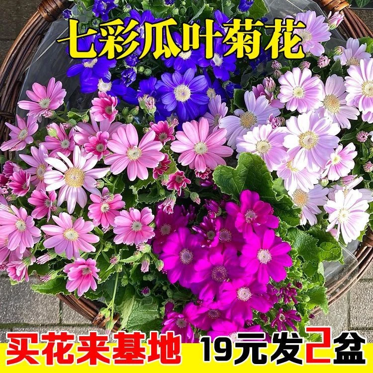 瓜叶菊盆栽四季开花卉植物大盆菊花带花苞年宵花阳台庭院冬天耐寒