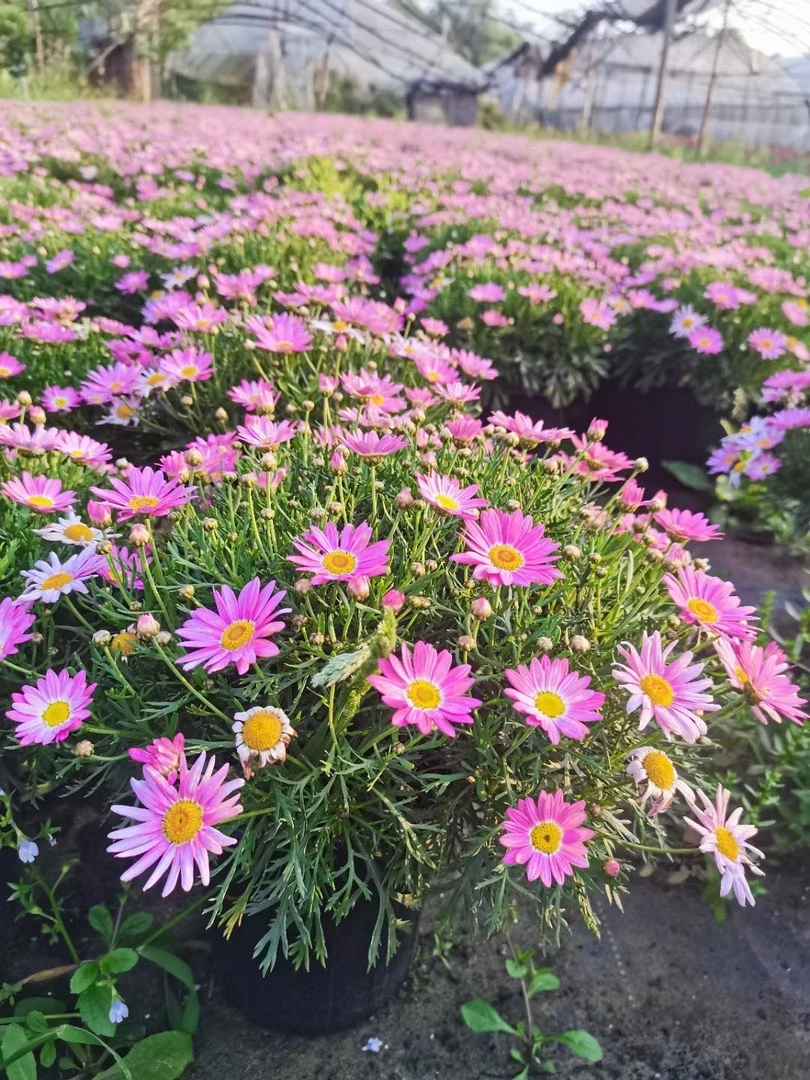 基地直销玛格丽特盆栽带花苞四季开花阳台庭院好养爆盆耐寒冬季花