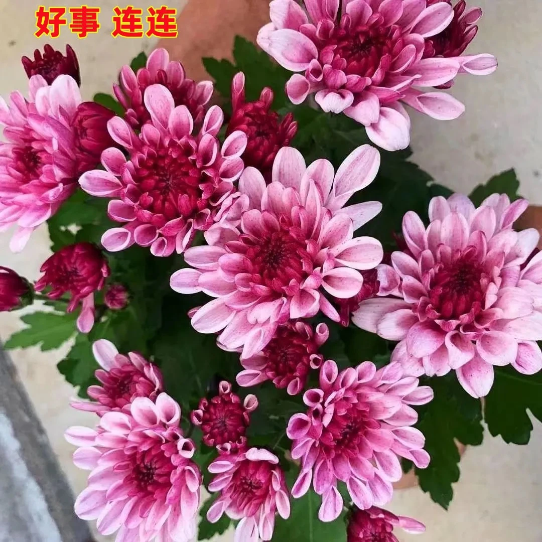 荷兰菊四季菊花盆栽带花苞全年开花不断千头菊阳台花卉盆栽姬小菊
