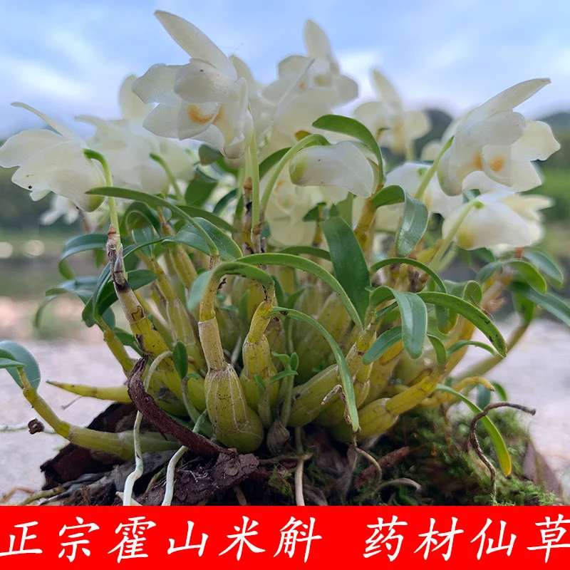 石斛苗正宗铁皮石斛苗霍山米斛苗盆栽可食用绿植物石斛兰花卉盆景