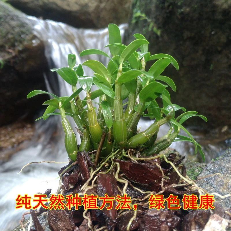 正宗霍山石斛苗米斛盆景矮壮品种超铁皮石斛盆栽鲜条枫斗