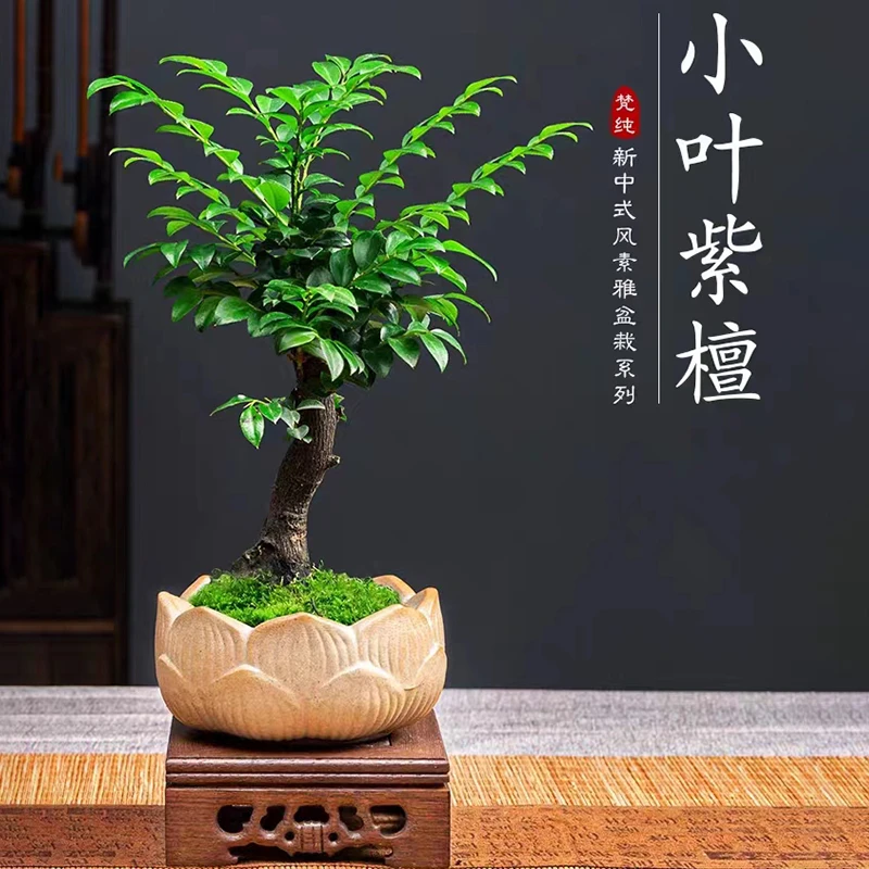 小叶紫檀盆景老桩植物微景观水培办公室室内客厅四季好养绿植盆栽