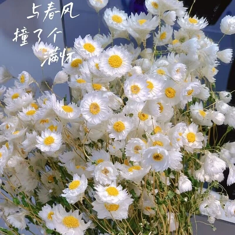 鲁丹鸟小雏菊天然真花干花花束客厅摆设 ins风拍照装饰摆件道具