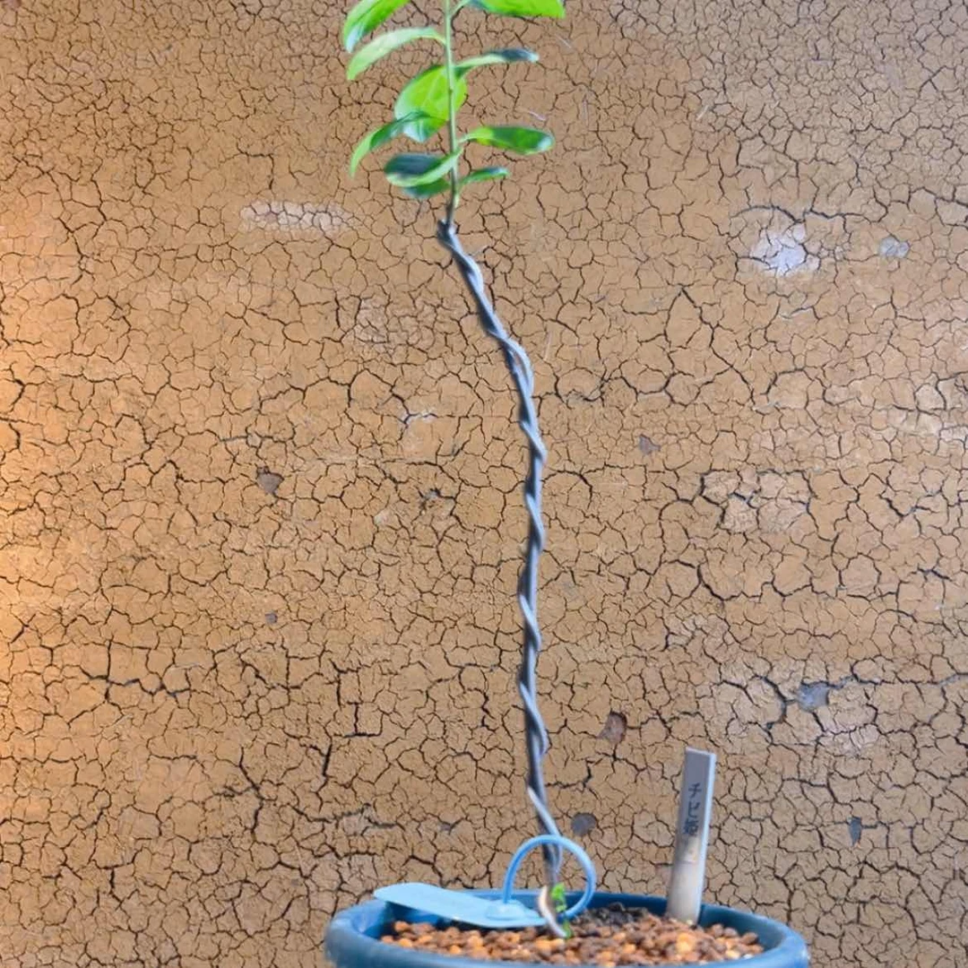 【闪购商品】植物静*