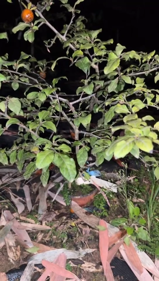 【闪购商品】植物黑果