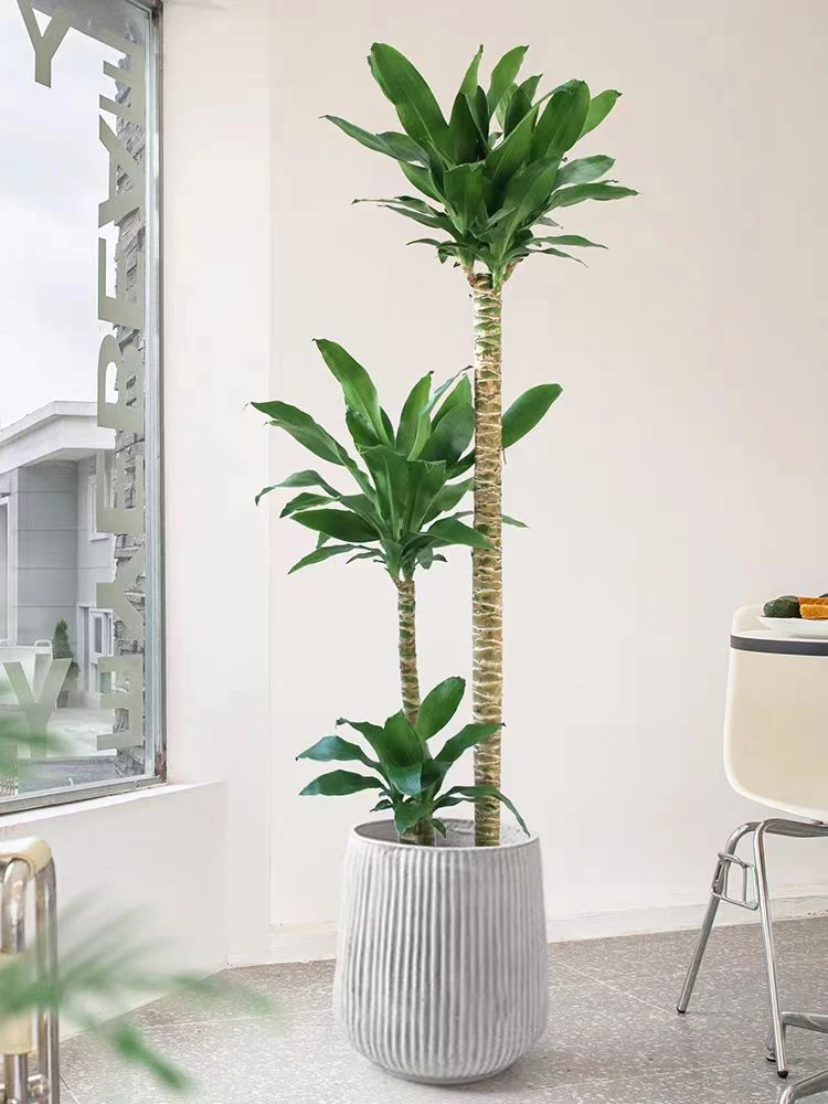 荷花铁盆栽客厅绿植落地老桩网红好养真花卉螺纹铁室内大型植物