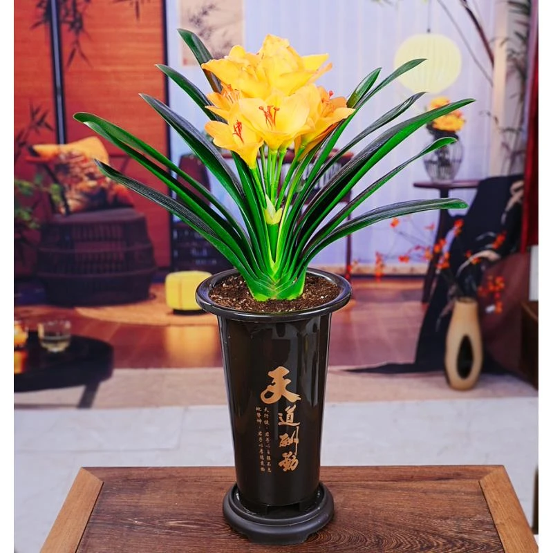 【精选黄金万两】君子兰带盆栽好花卉植物室内易活绿植四季常青好养