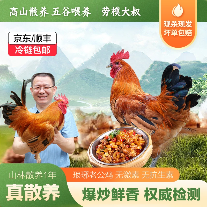 赠老母鸡【老公鸡】劳模大叔正宗散养1年带脚蹬老公鸡净重2.7-3.5斤