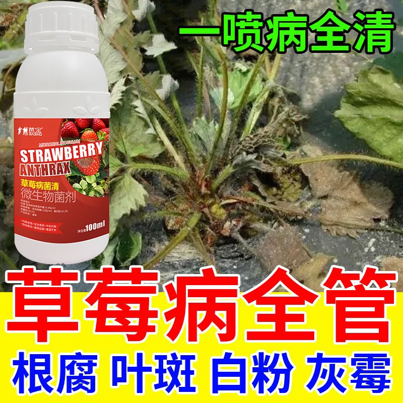 草莓病害专用预防高效防根腐叶斑白粉灰霉果腐炭疽有效微生物肥料