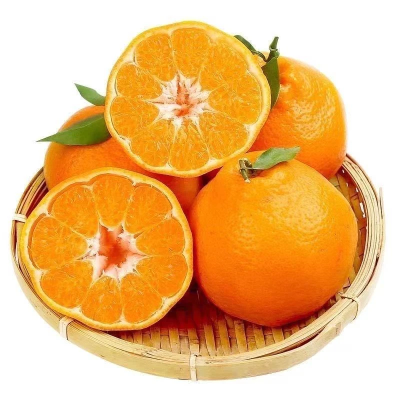 【东方甄选】四川耙耙柑春见橘子新鲜水果 无核 当季现摘 年货 多汁