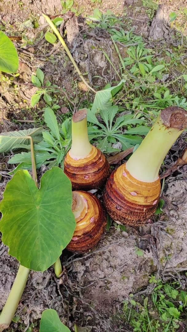 【切片切丝炒菜吃】江西上饶红芽芋头母新鲜芋现采现挖5-10斤