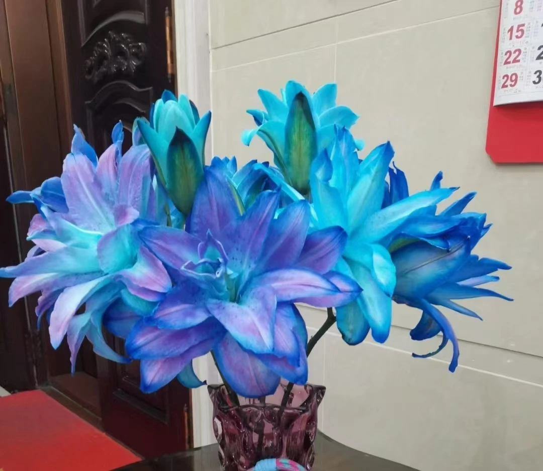 3头蓝粉轻梦吸色重瓣百合 【实物以直播间为准】