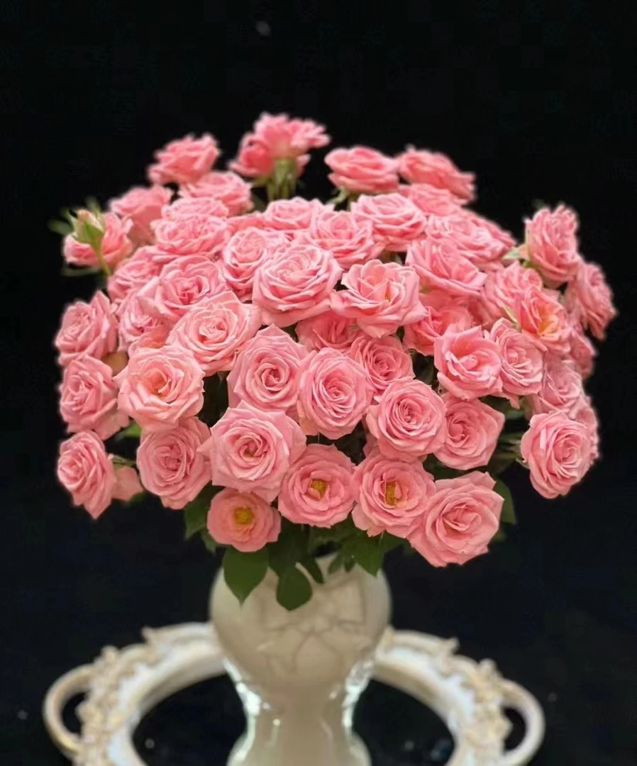 露露公主--多头玫瑰  颜色粉嫩 好养好开