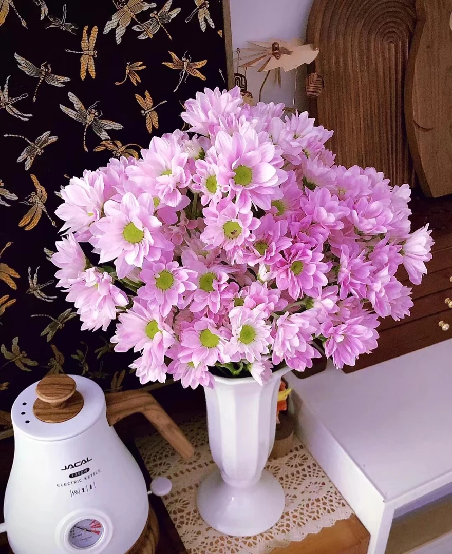 【优选小菊】粉色三文鱼--花期长好养护
