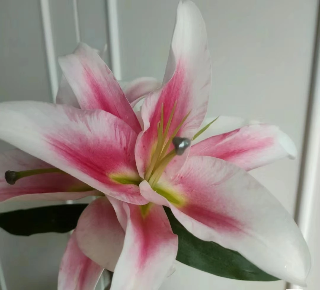 星花怒放【艳粉】高品质粉色百合【温度零下拍保温棉冻坏不售后】